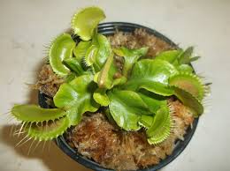 Robot Check Carnivorous Plants Venus Fly Trap Carnivorous