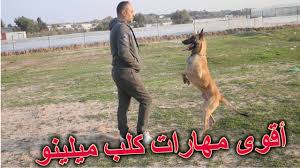 الكلب مالينو البلجيكي جاء فى المرتبة الأخيرة من بين أفضل 10 كلاب حراسة لكنه يتمتع. Ø£Ù‚ÙˆÙ‰ Ù…Ù‡Ø§Ø±Ø§Øª ÙƒÙ„Ø¨ Ù…Ø§Ù„ÙŠÙ†Ùˆ Ù…Ø¯Ø±Ø¨ Ù…Ø¹ Ø§Ù„Ù…Ø¯Ø±Ø¨ Ø£Ø¨Ùˆ Ø§Ù„Ø¨Ø±Ø§Ø¡ Ù…Ù‡Ù†Ø§ Youtube