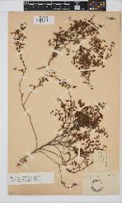 Image result for Hermannia floribunda