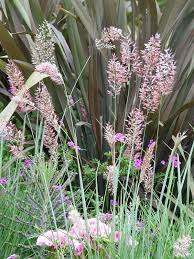 Image result for Melinis nerviglumis