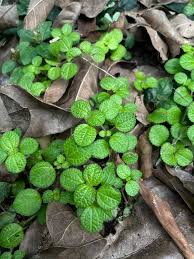 Image result for Pilea sublucens