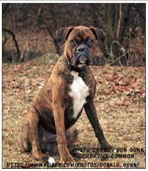 A reverse seal brindle is when a boxer has such heavy stripe pattern that the brindle overtakes the fawn and only in certain lighting can the a reverse brindle is an animal that appears to have a pattern of broken light stripes and streaks on a background coat of the same hue, but darker. Brindle Boxer Dog Boxer Dog Info And Health Tips