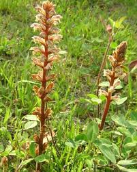 植物の不思議な当たり前 Takenaka S Web Page