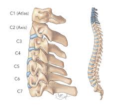 The larynx is located where the pharynx, the back of the mouth and nasal cavity, divides into the trachea (the tube that carries air to the lungs) and the esophagus (the tube that carries food to. Spine Anatomy Goodman Campbell