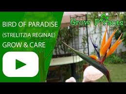 Bird Of Paradise Palm Plant Care Bird Of Paradise Flower Learn How To Grow Bird Of Paradise Flower Plant Information Climate Zone Paradise Plant Birds Of Paradise Plant Heliconia Plant