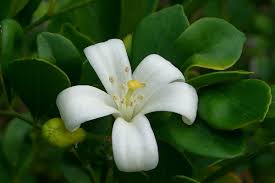 Image result for Murraya paniculata