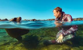 Image result for Bertiera aethiopica