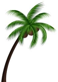 Black And White Outline Coconut Tree Clip Art Coconut Palm Tree Png Clip Art Palm Tree Clip Art Coconut Palm Tree Palm Tree Png