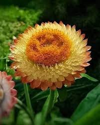 Image result for Helichrysum aureo-nitens