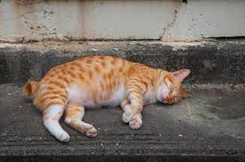 During surgery, the stomach cancer and any other cancerous tissue is removed. Why Is My Cat S Belly Swollen And Hard Main Causes