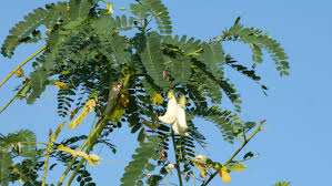 Image result for Sesbania grandiflora