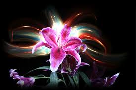 Wynik GIF kwiaty Pinterest | Flores, Flores bonitas, Rosas
