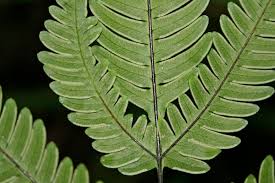 Image result for Pteridaceae