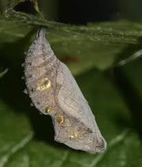 If it gets out of control, the victim can die in a few days. Why Do Butterfly Chrysalis Shake Quora
