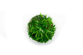 Image result for Thilachium africanum