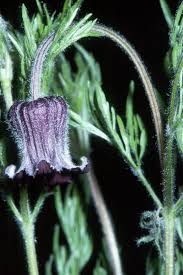 Image result for Clematis hirsuta