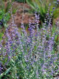 Image result for perovskia atriplicifolia 'little spire'