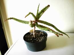 Image result for Aloe excelsa