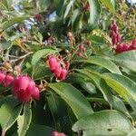 Image result for Agarista salicifolia