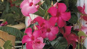 If your plant is in the ground, use mulch to help conserve moisture. How To Grow Mandevilla Garden Gate