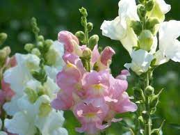 Pin By Elizabeth Mccarthy On Beautiful World Snapdragon Flowers Pretty Flowers Beautiful Flowers