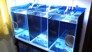Clownfish Breeding Tank Setup Clown Fish Fish Breeding Fish Tank