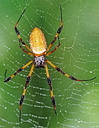 Unfortunately what i see more often than not is a new customer that has spent $ 30.00, $ 40.00 or even. Spider Spray Melbourne Pest Control Melbourne