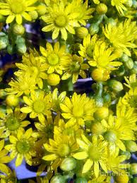 Check spelling or type a new query. Yellow Flowers Of Black Succulent Plant Photograph By Sofia Metal Queen