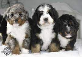 That is, if they have any bernese mountain dog poodle mix puppies for sale. Utahbernedoodles Bernedoodle Bernedoodle Breeder