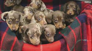 Maybe you would like to learn more about one of these? Nine Adorable Dachshund Puppies Named After Santa S Reindeer Kens5 Com