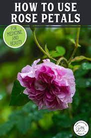The Beauty Of Roses Do Not Cease After They Have Bloomed Dried Rose Petals Are Extremely Useful And Healthy Too In 2021 Rose Petals Rose Petal Uses Dried Rose Petals
