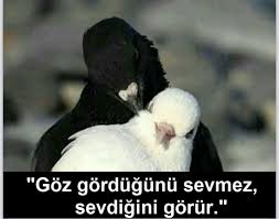 Google Dualar Resimler Hayvanlar