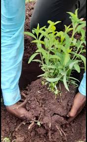 Image result for Blepharispermum