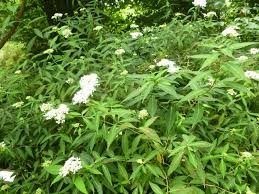 The Shamrock Hydrangea Collection Normandy