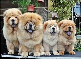 guard dogs for the house chow chow dogs chow chow baby dogs