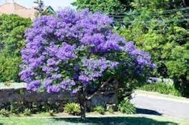 Image result for Jacaranda mimosifolia