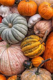 ❤ get the best fall pumpkin wallpaper on wallpaperset. Pumpkins Day 127 Pumpkin Wallpaper Pumpkin Fall Wallpaper