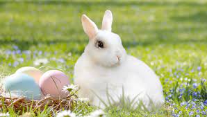 (um welche uhrzeit?) when?, what time?; Warum Gibt Es Den Osterhasen Einfach Erklart