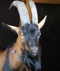 Hennes viii became the club mascot in 2008 was retired in 2019 after 11years on health concerns and replaced by goat hennes ix. 1 Fc Koln Hennes Viii Geht In Rente Wird Durch Hennes Ix Ersetzt Bundesliga Bild De