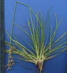 Image result for Fimbristylis aphylla