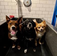 Check spelling or type a new query. Self Serve Self Washing Dog Wash Station In St Louis At Four Muddy Paws