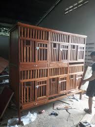 Seperti yang kita ketahui ayam bangkok harus rutin dijemur supaya jadi ayam yang berkualitas.selain itu ayam jago tidak bisa dijemur secara bersamaan tanpa kurungan karena pasti akan bertarung satu sama lain. Kandang Ayam Bangkok Bang Kumis Beitrage Facebook
