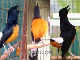 Suara Burung Murai Batu Mp3 Lengkap Om Kicau Nah di artikel kali ini kami akan membahas dari jenis. suara burung murai batu mp3 lengkap