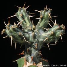 Image result for Thecacoris