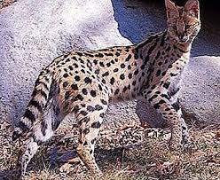 The evolutionary history of the serval indicates that it has eaten a purely carnivorous diet throughout its entire history. Serval Cat Ø§Ù„ÙˆØµÙ Ø§Ù„Ø´Ø®ØµÙŠØ© Ø§Ù„ØµÙˆØ±Ø© Serval Cat Serval ÙÙŠ Ø§Ù„Ù…Ù†Ø²Ù„ Ø§Ù„Ø·Ø¨ÙŠØ¹Ø© 2021