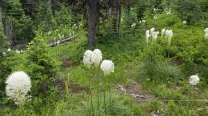 Image result for Xerophyta wentzeliana