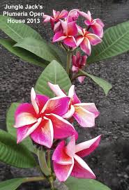 Safari Frangipani Plumeria Hibiscus