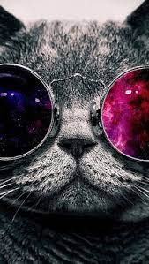 cat face glasses thick 65455 640x1136 cat wallpaper cat face iphone wallpaper hipster