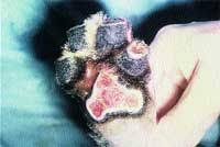 The proximal carpal row consists of the scaphoid, lunate, triquetrum, and pisiform and allows for wrist extension, flexion, and radial/ulnar deviation. Paw Tissues Unique Injuries Need Special Care Attention Dvm 360