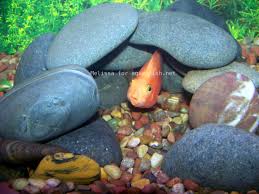 Freshwater aquarium decoration rocks children of abraham. Aquarium Rocks Faq Aquarium Rocks Homemade Aquarium Diy Fish Tank